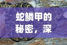 蛇鱗甲的秘密，深入探索與直觀展示揭秘