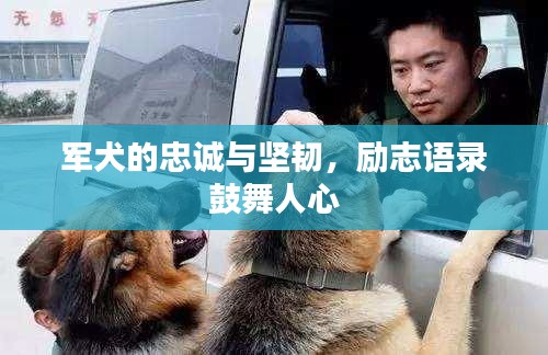 軍犬的忠誠與堅(jiān)韌,勵志語錄鼓舞人心