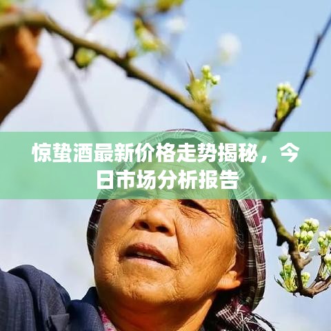 驚蟄酒最新價(jià)格走勢(shì)揭秘,今日市場(chǎng)分析報(bào)告