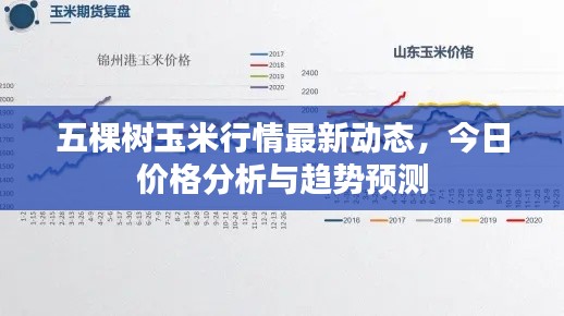 五棵樹(shù)玉米行情最新動(dòng)態(tài)，今日價(jià)格分析與趨勢(shì)預(yù)測(cè)