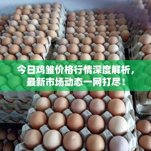 今日雞雛價格行情深度解析，最新市場動態(tài)一網打盡！