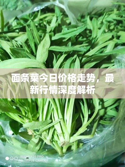 面條菜今日價(jià)格走勢,最新行情深度解析