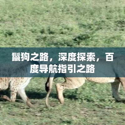 鬣狗之路,深度探索,百度導航指引之路
