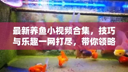 最新養(yǎng)魚小視頻合集,技巧與樂趣一網(wǎng)打盡,帶你領(lǐng)略養(yǎng)魚新境界