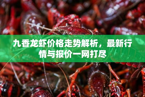 九香龍蝦價格走勢解析,最新行情與報價一網(wǎng)打盡