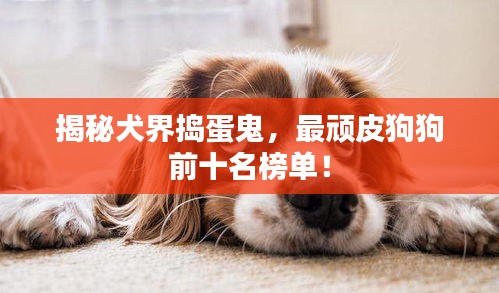 揭秘犬界搗蛋鬼,最頑皮狗狗前十名榜單!