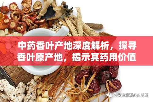 中藥香葉產(chǎn)地深度解析,探尋香葉原產(chǎn)地,揭示其藥用價值