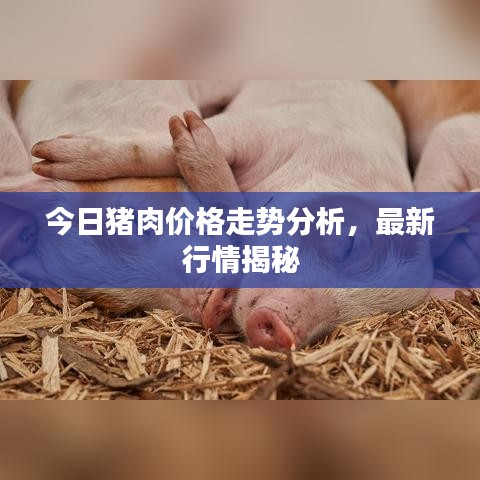 今日豬肉價(jià)格走勢(shì)分析,最新行情揭秘