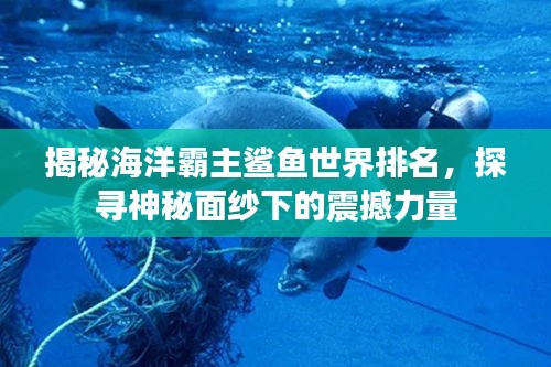 揭秘海洋霸主鯊魚世界排名,探尋神秘面紗下的震撼力量