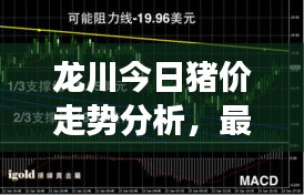 龍川今日豬價走勢分析,最新行情解讀